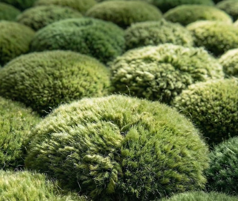 3D Moss Rug – Forest Floor Area Rug – 8x10 Hand Tufted New Zealand Wool Nature Inspired Green Carpet – Arons Rugs