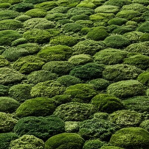 3D Moss Rug – Forest Floor Area Rug – 8x10 Hand Tufted New Zealand Wool Nature Inspired Green Carpet – Arons Rugs