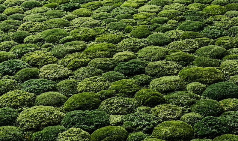 3D Moss Rug – Forest Floor Area Rug – 8x10 Hand Tufted New Zealand Wool Nature Inspired Green Carpet – Arons Rugs