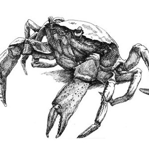 Impressão de desenho de caneta Walking Crab 11x8.5 do original, presente de feriado/presente de aniversário ou vários cartões