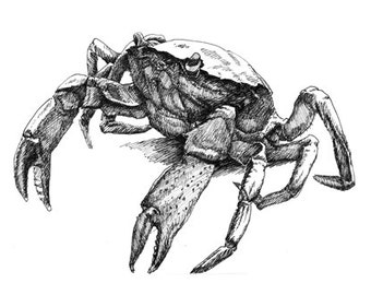 Walking Crab 11x8.5 pen drawing print  from original,  holiday present / birthday present or various card