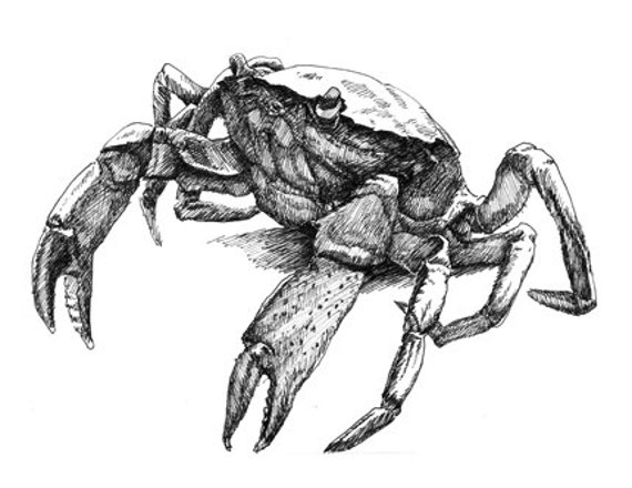 Imprimer Dessin De Crabe 11x8 5 Stylo De La Marche De Etsy