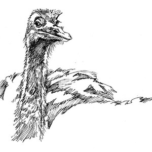 Una impresión de dibujo a pluma Proud Ostrich 11X8.5 del original, regalo de vacaciones / regalo de cumpleaños o varias tarjetas