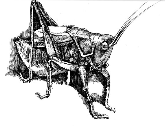 A Grasshopper 11x8.5 pen drawing print from original holiday Etsy