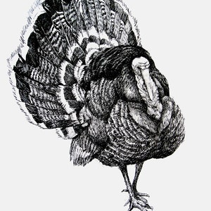 El dibujo a pluma de pavo de 11x8.5 impreso original, regalo de vacaciones / regalo de cumpleaños o varias tarjetas