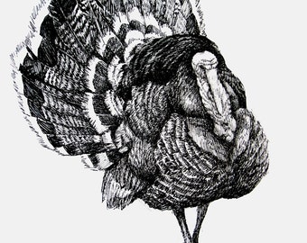 The strolling Turkey 11x8.5 pen drawing print from original,  Holiday present / birthday present or various card