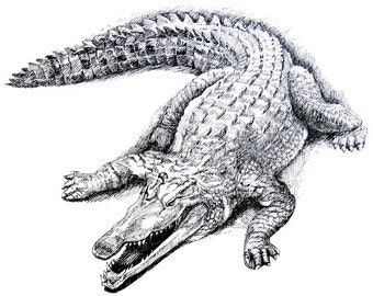 Crocodile drawing, pen drawing print from original, crocodile wall art, holiday gift/ birthday gift, 11x8.5