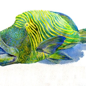 A Flurried Fish -Druck nach Original Aquarellmalerei, Urlaubsgeschenk / Geburtstagsgeschenk / Kunstsammlung