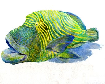 A Flurried Fish -print from original watercolor painting, Holiday present / birthday present / art collection