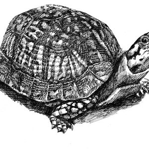 Una impresión de dibujo a pluma Turtle 11x8.5 del original, regalo de vacaciones / regalo de cumpleaños o varias tarjetas