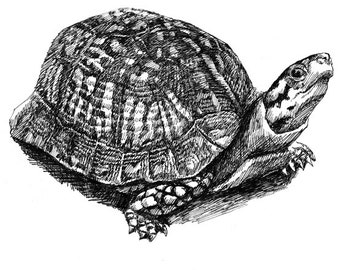 A Turtle 11x8.5 pen drawing print  from original,  holiday present / birthday present or various card