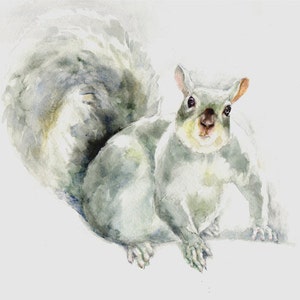 Eichhörnchen -Druck von original Aquarellmalerei, Urlaubsgeschenk / Geburtstagsgeschenk / Kunstsammlung