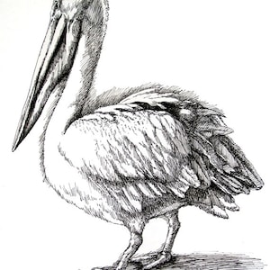 Un pellicano alla luce del sole 11x8,5 stampa a penna da originale, regalo di festa / regalo di compleanno o vari biglietti