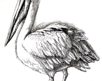 A Pelican in Sunlight 11x8.5 pen drawing print  from original,  holiday present / birthday present or various card