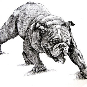 Fighting Bulldog 11x 8,5 caneta desenho impressão do original, presente de aniversário/presente de feriado ou vários cartões