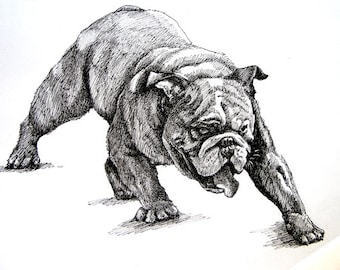 Fighting Bulldog 11x 8.5 pen drawing print from original,  birthday gift / holiday gift or various cards