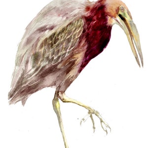 Grüner Reiher -Druck von original Aquarellmalerei, Urlaubsgeschenk / Geburtstagsgeschenk / Kunstsammlung