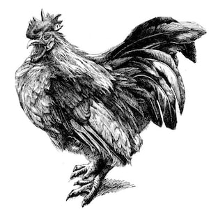 Impressão de desenho de caneta Galo 11x8,5 do original, presente de feriado/presente de aniversário ou vários cartões