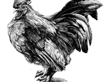 Rooster 11x8.5  pen drawing print  from original,  holiday present / birthday present or various card
