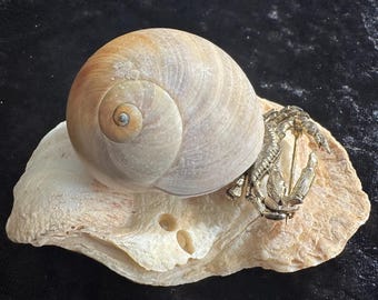 Crustacean Sensation – zabytkowa broszka z krabem w muszli z nadmorskiej kolekcji biżuterii artystycznej