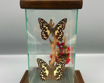 Vintage Skinner Butterfly Taxidermy Display with Jewelry Garden Topper | Curio Art