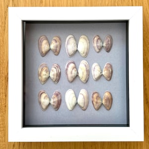 May include: A white framed artwork displaying twelve seashells, arranged in pairs. The shells are cream and tan with purple hues, set against a grey backdrop. The arrangement is in three rows of four pairs of shells, within a white frame.