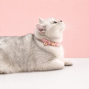 May include: A light gray cat wearing a soft pink collar with a rose gold buckle and a small matching bell. The collar features a personalized rose gold metal tag engraved with the name Max and a small paw print icon, secured by a metal clasp.