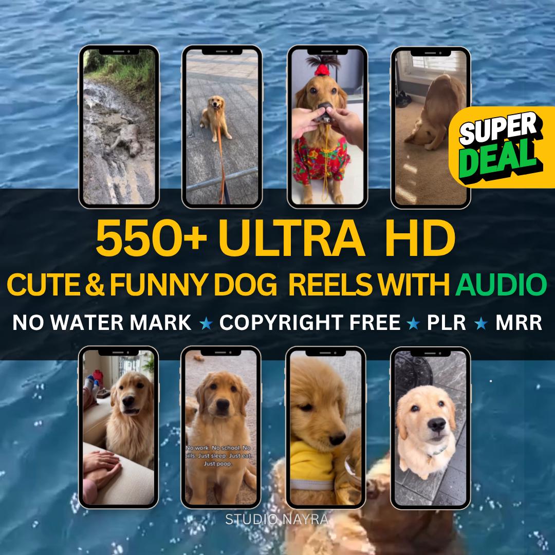 Funny Dog Video Australia