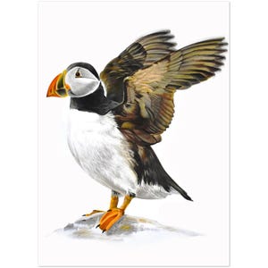 Puffin Art Print: Handcrafted Color Pencil Drawing, Giclée Fine Art