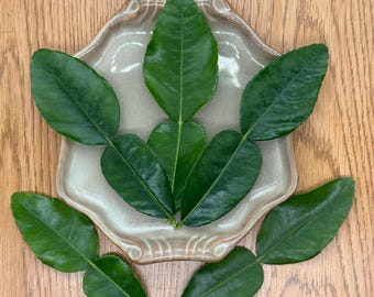 May include: Fresh green kaffir lime leaves arranged on a decorative, light-colored ceramic plate. The leaves are glossy and vibrant, with a distinct shape. The plate sits on a light brown wooden surface, creating a natural and appealing composition.