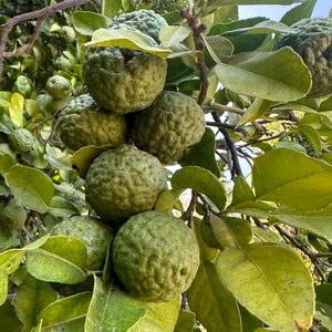 May include: Close-up of a cluster of green, textured bergamot fruits growing on a tree branch. The fruits are round and bumpy, surrounded by green leaves. The image is taken outdoors in natural light.