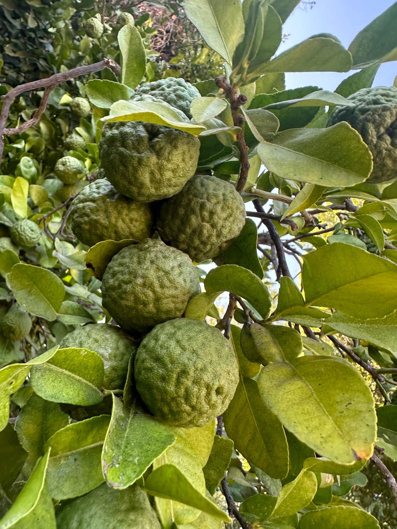May include: Close-up of a cluster of green, textured bergamot fruits growing on a tree branch. The fruits are round and bumpy, surrounded by green leaves. The image is taken outdoors in natural light.