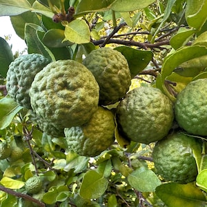 May include: Close-up of a cluster of green kaffir limes growing on a tree branch. The limes have a bumpy texture and are surrounded by green leaves. The image is taken outdoors in natural light.