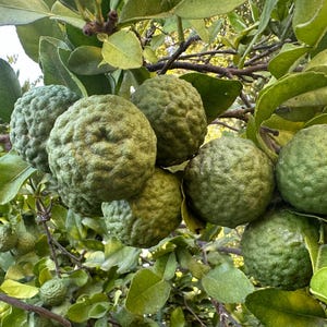 May include: Close-up of a cluster of green kaffir limes on a tree branch. The limes have a textured, bumpy surface and are surrounded by green leaves. The image is taken outdoors in natural light.