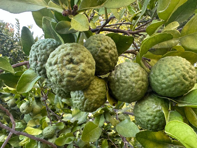 May include: Close-up of a cluster of green kaffir limes on a tree branch. The limes have a textured, bumpy surface and are surrounded by green leaves. The image is taken outdoors in natural light.