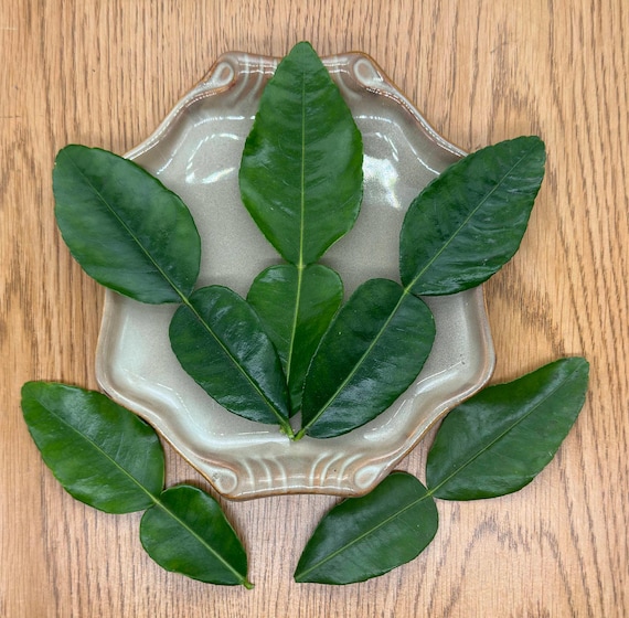Kaffir Lime Leaves - Fresh-Picked and Organic