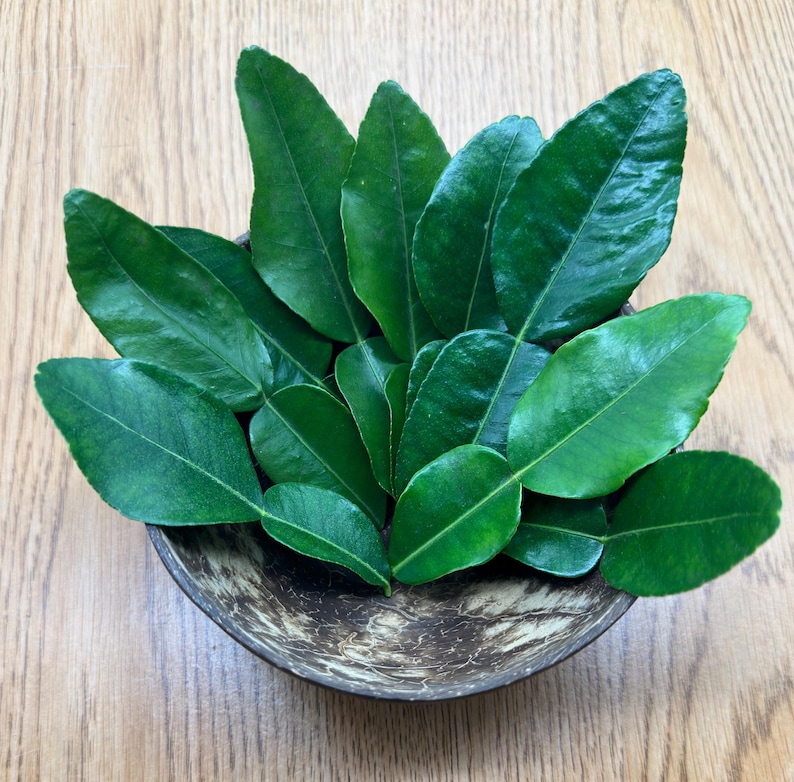 May include: A collection of fresh, vibrant green kaffir lime leaves arranged in a rustic, brown coconut shell bowl. The leaves have a glossy texture and are displayed on a light-colored wooden surface.