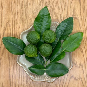 May include: A beige ceramic plate holds four green kaffir limes and several green kaffir lime leaves. The limes are round and textured. The leaves are large and glossy. The plate sits on a wooden surface.
