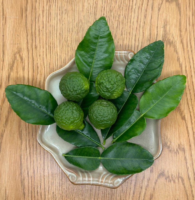 May include: A beige ceramic plate holds four green kaffir limes and several green kaffir lime leaves. The limes are round and textured. The leaves are large and glossy. The plate sits on a wooden surface.