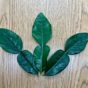 May include: A collection of six vibrant green kaffir lime leaves arranged on a light brown wooden surface. The leaves are glossy and display prominent veining, showcasing their natural texture and form. The arrangement suggests a culinary or botanical theme.