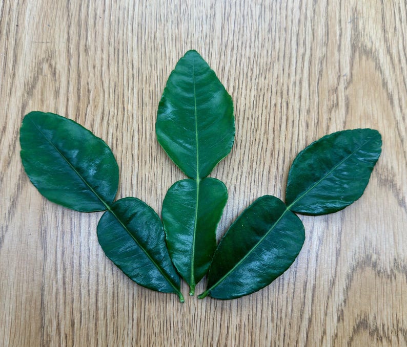 May include: A collection of six vibrant green kaffir lime leaves arranged on a light brown wooden surface. The leaves are glossy and display prominent veining, showcasing their natural texture and form. The arrangement suggests a culinary or botanical theme.