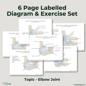 May include: A set of six labeled diagrams and exercise sheets focusing on the elbow joint. The diagrams show detailed anatomical illustrations of the skeletal system, including labeled parts such as the radius and ulna. The title reads "6 Page Labelled Diagram & Exercise Set."