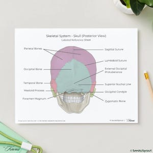 May include: A labeled reference sheet titled "Skeletal System - Skull (Posterior View)" with anatomical diagrams. The illustration depicts a posterior view of a human skull, with labeled parts in black text. The skull is colored in shades of pink, green, and beige.