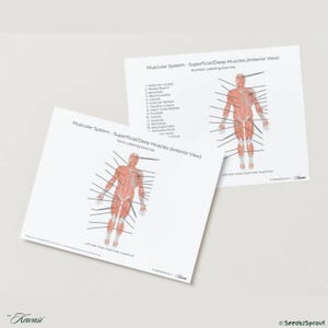Druckbares Muskulatur Diagramm - Ansicht von vorn - oberflächliche und tiefe Muskeln - Arbeitsblatt zur menschlichen Anatomie - PDF Arbeitsanleitung