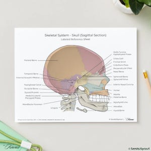Peut inclure: Une illustration détaillée d'un crâne humain en coupe sagittale, avec des étiquettes anatomiques. L'image montre le profil latéral du crâne, mettant en évidence des structures telles que l'os pariétal, l'os temporal et la mandibule. Le texte indique "Skeletal System - Skull (Sagittal Section)".