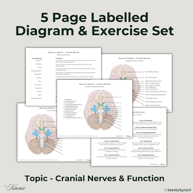 Cranial Nerves and Functions Anatomy Bundle: Digital and Printable ...