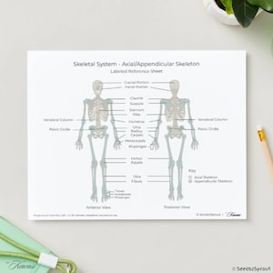 Könnte beinhalten: Ein beschriftetes Referenzblatt des Skelettsystems, das das axiale und das apendikuläre Skelett darstellt. Das Diagramm zeigt Vorder- und Rückansichten eines menschlichen Skeletts mit beschrifteten Knochen und anatomischen Begriffen. Ein Schlüssel ist enthalten.