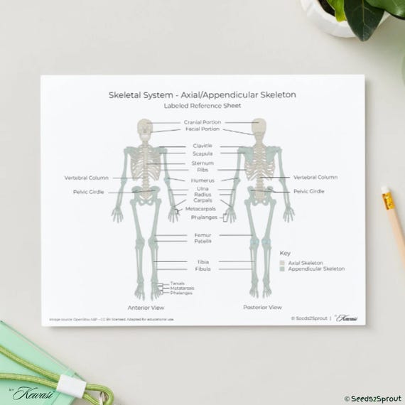 Axial Skeleton Labeling Worksheet