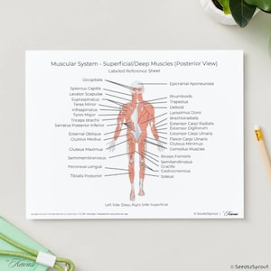 May include: A detailed anatomical diagram of the human muscular system, titled "Muscular System - Superficial/Deep Muscles (Posterior View)". The labeled reference sheet shows the muscles from a posterior view.
