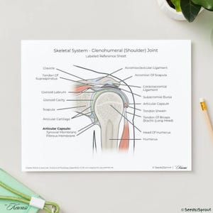 Op de afbeelding: Een gelabelde referentiekaart met het skeletstelsel van het glenohumerale (schouder) gewricht. De afbeelding toont sleutelbeen, schouderblad en opperarmbeen, evenals banden en pezen. Kleurenillustratie.